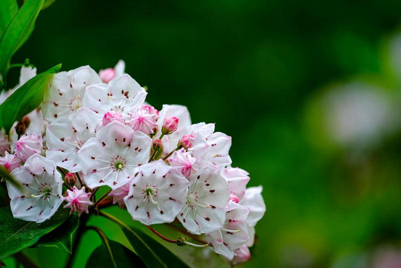 Mountain Laurel Showcases Pennsylvania's Native Flowering Evergreen Heritage