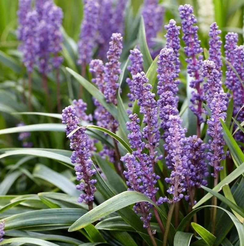 Liriope Muscari (Big Blue Lilyturf)