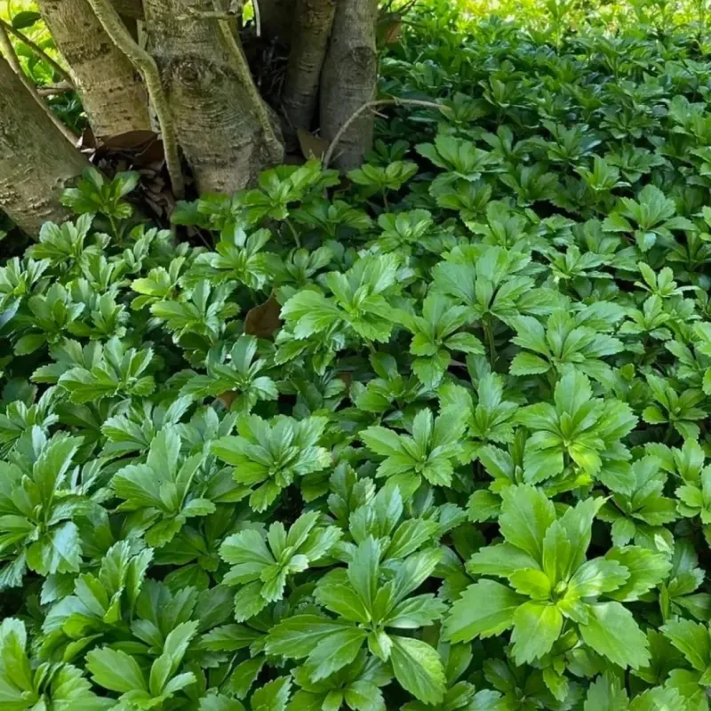 Pachysandra Terminalis