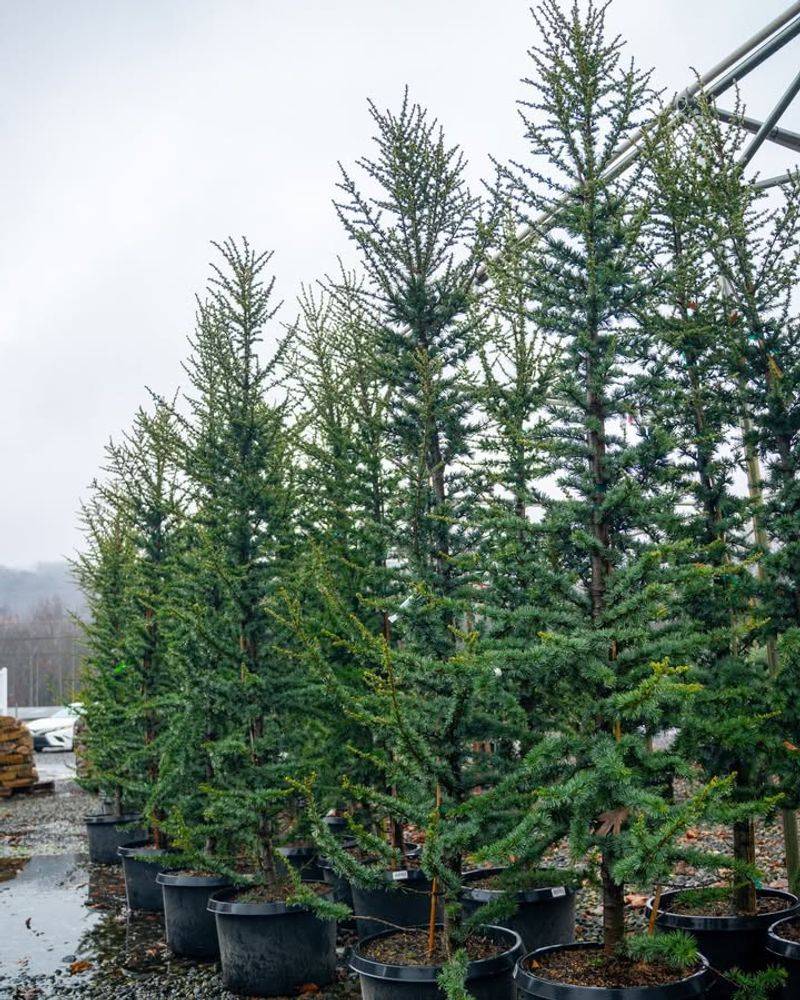 Hemlock (Tsuga canadensis)