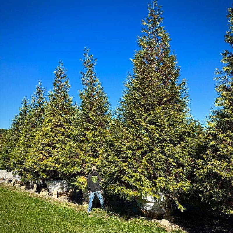 Thuja Green Giant
