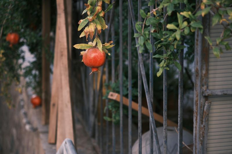 Local Ordinances May Add Rules