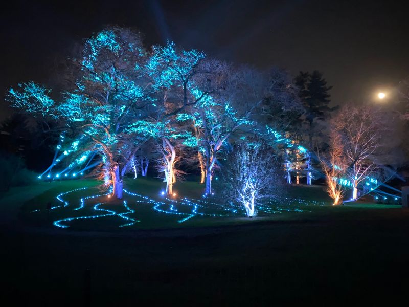Illumination: Tree Lights At The Morton Arboretum