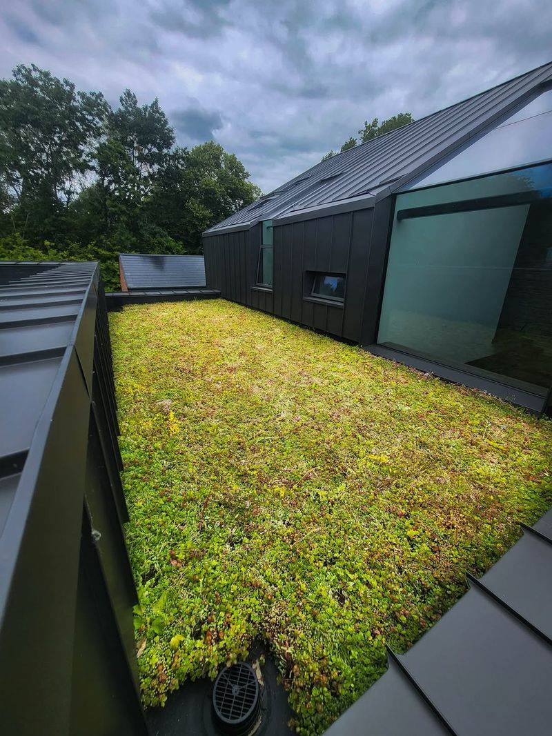 Low-Maintenance Plant Choices Thrive Naturally