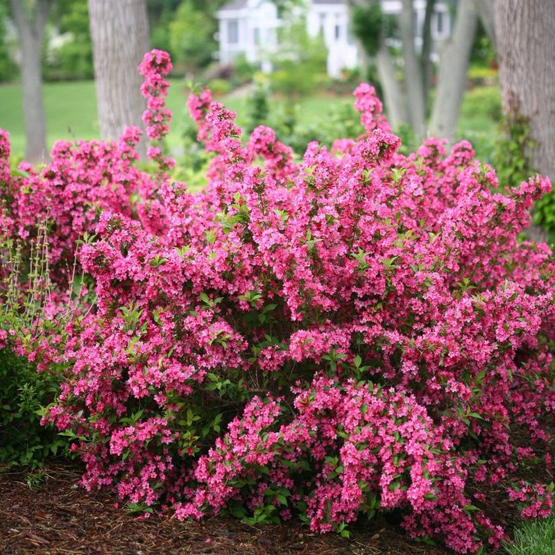 Weigela