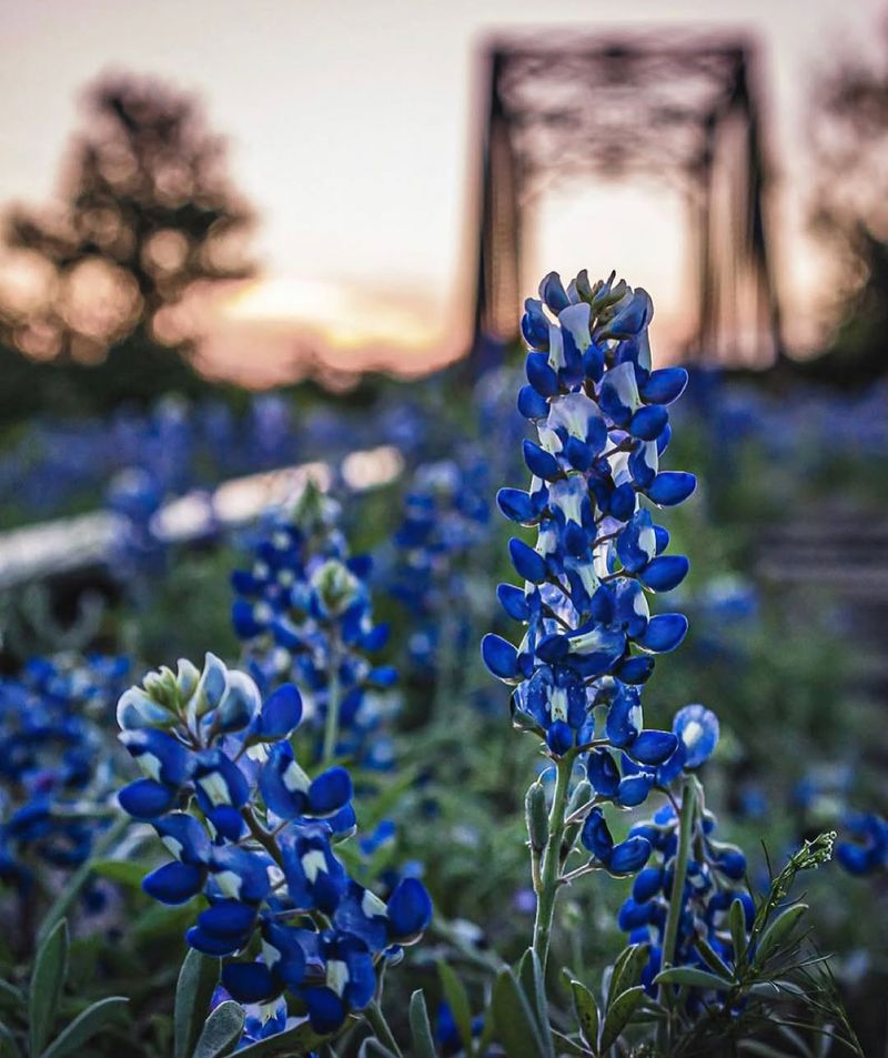 Bluebonnets