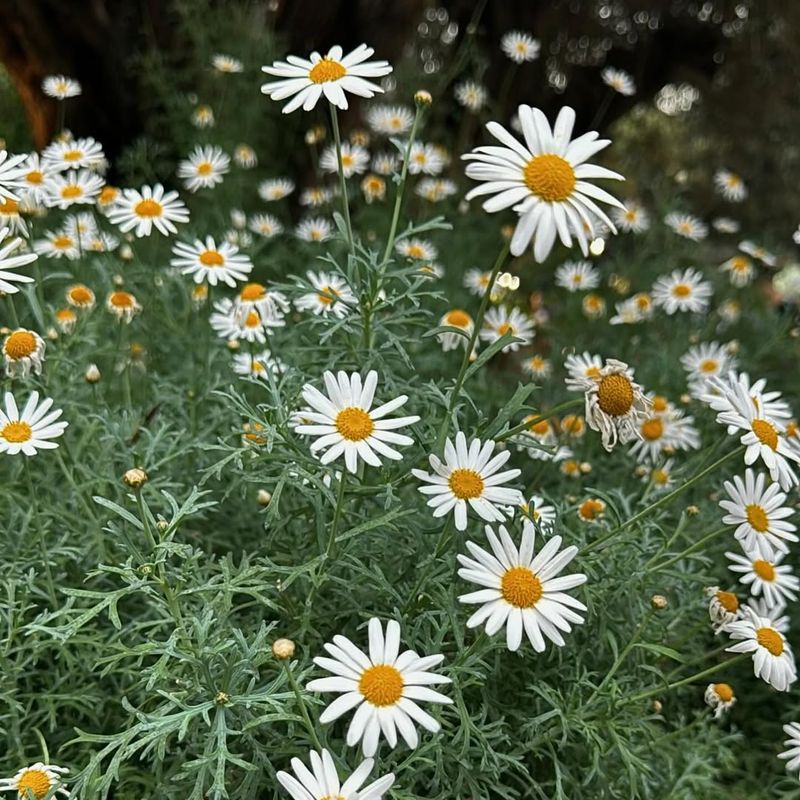 Daisies: The Genuine Friend