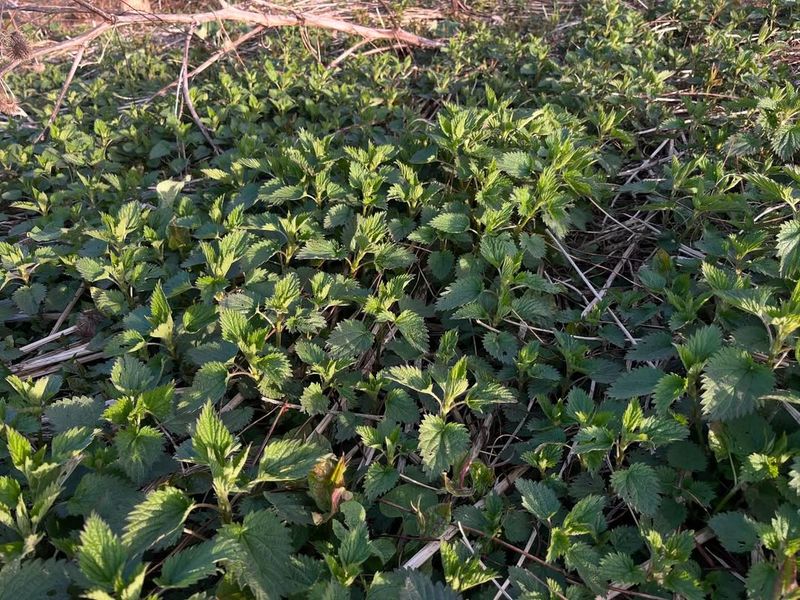 Japanese Knotweed (Fallopia japonica)