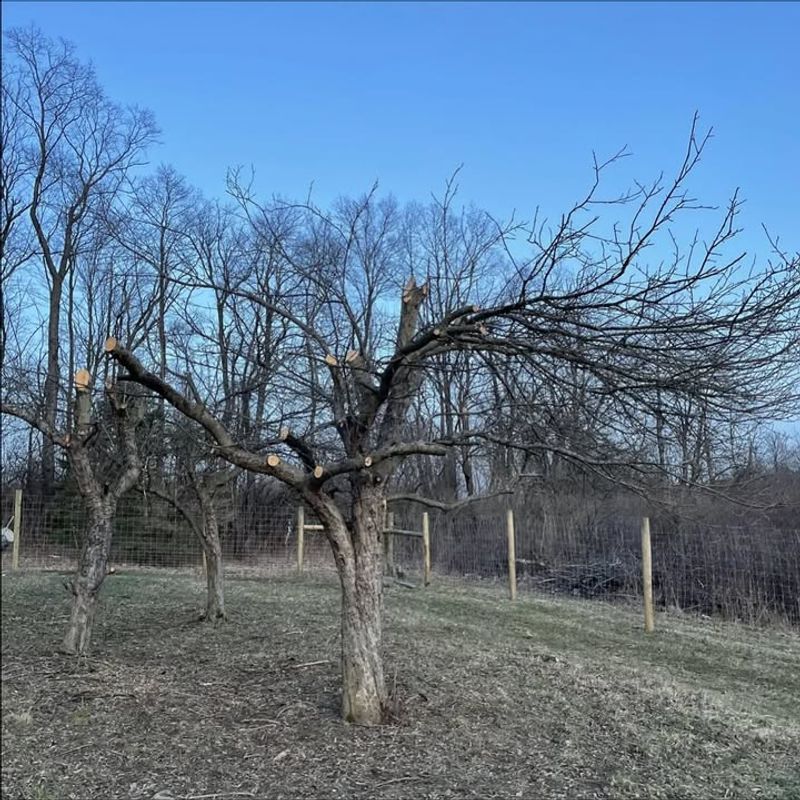 Any Species (When Damaged, Diseased, Or Stressed)