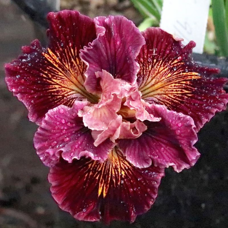 Native American Tribes Used The Plant For Centuries