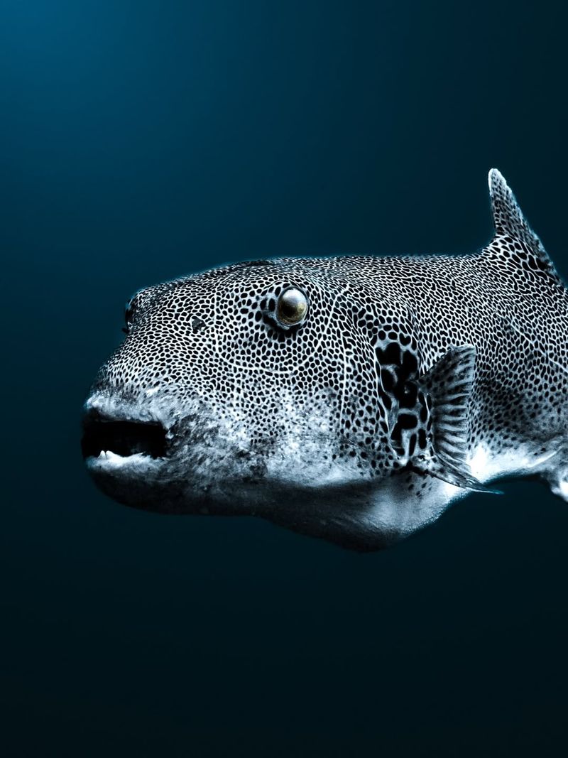 Pufferfish