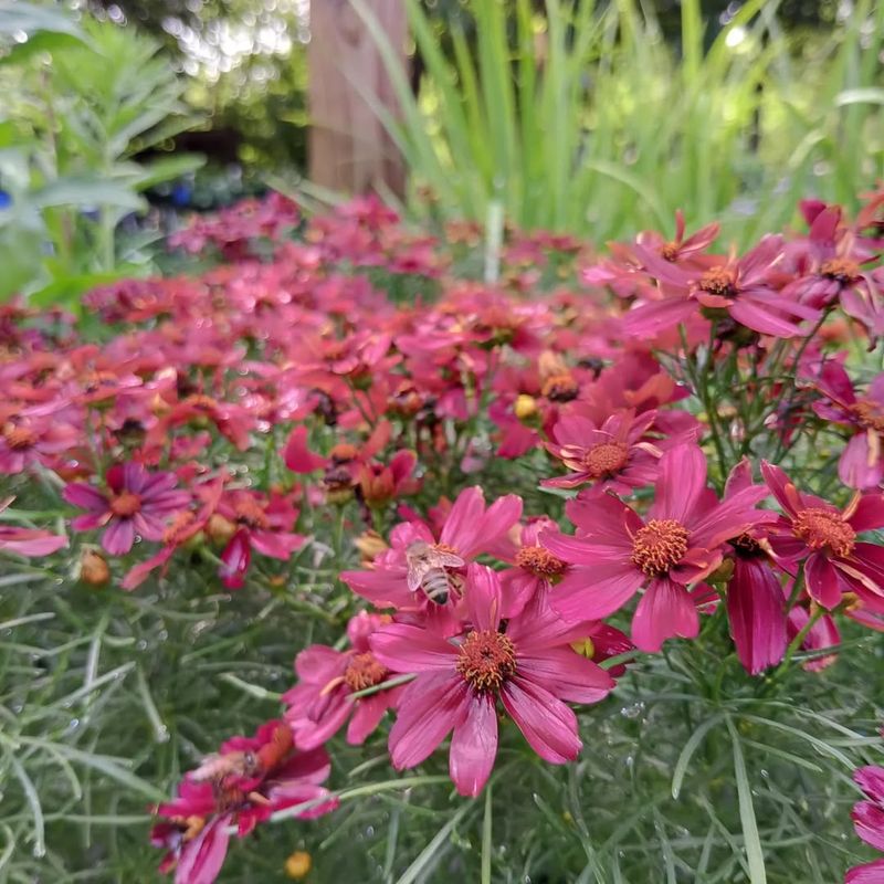 Coreopsis (Coreopsis verticillata)