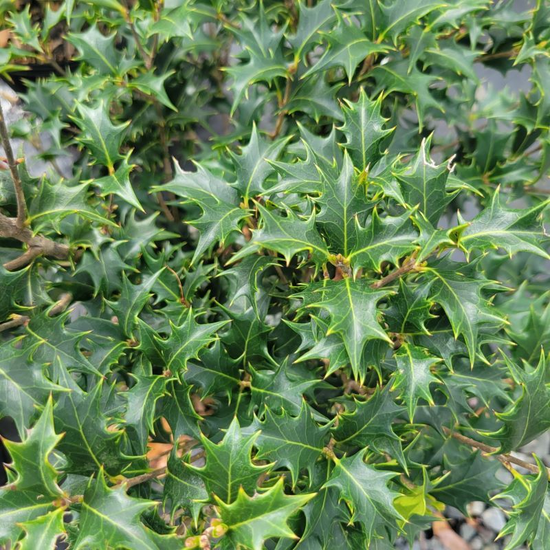Osmanthus Heterophyllus (False Holly)
