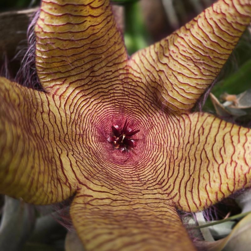 Stapelia (Starfish Flower)