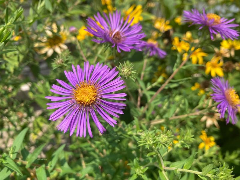 New England Aster Provides Late-Season Color
