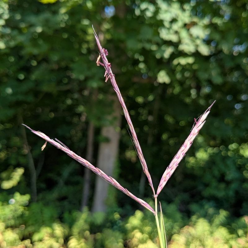 Big Bluestem (Andropogon Gerardii)