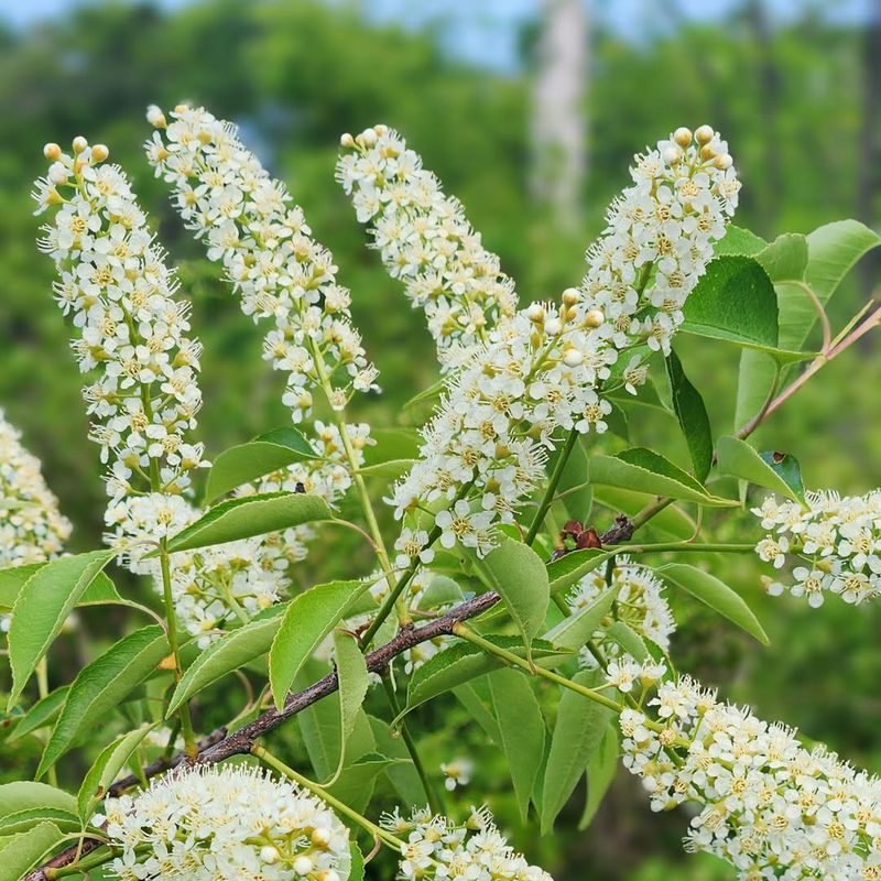 Chokecherry (Prunus virginiana)