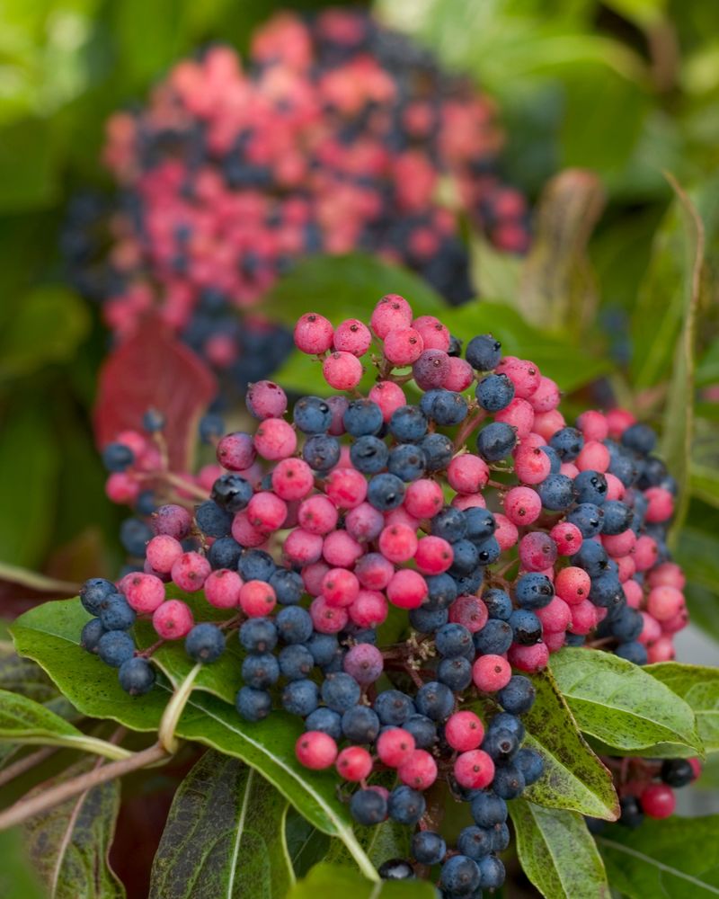 Nannyberry (Viburnum lentago)