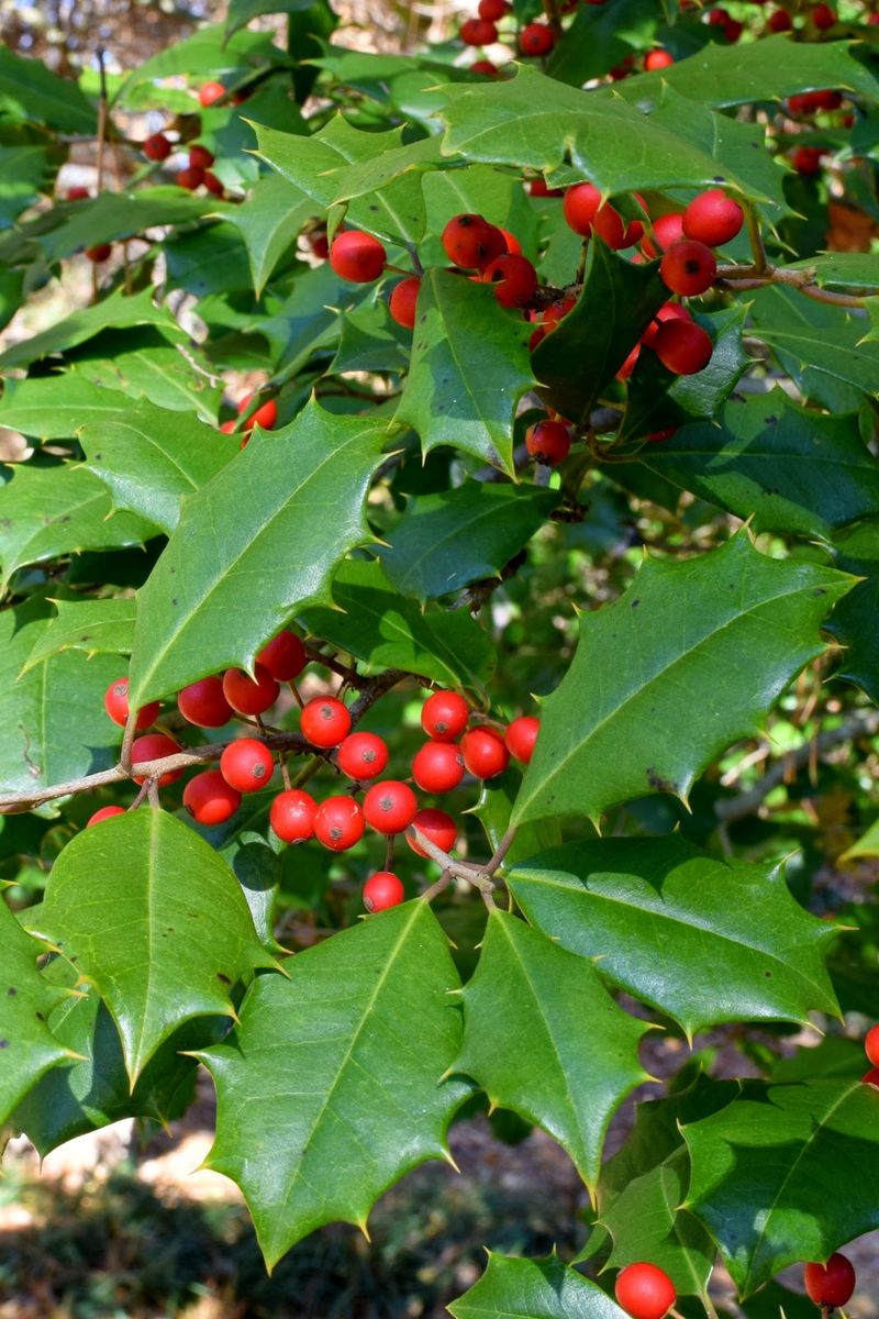 American Holly