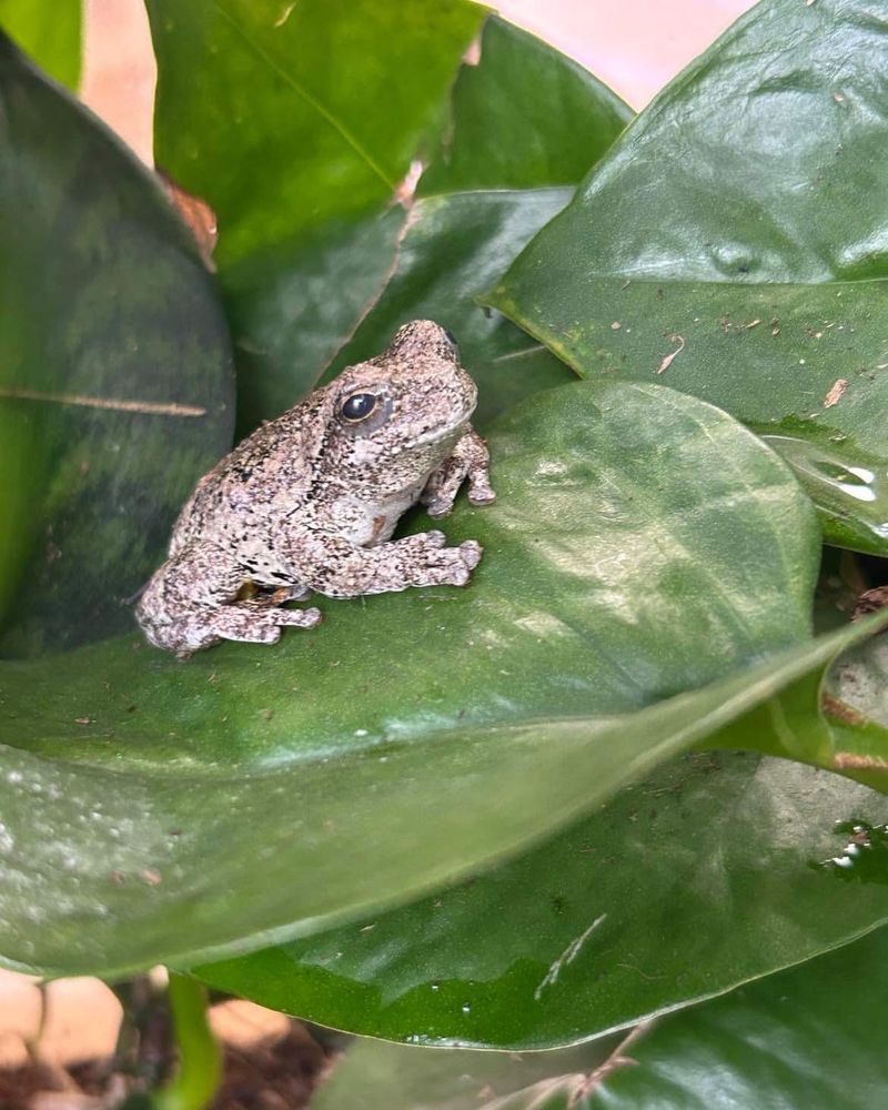 Wild Reptiles And Amphibians Held In The Wild
