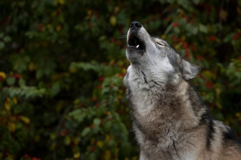 Eerie Howling Echoing Through Night Hours