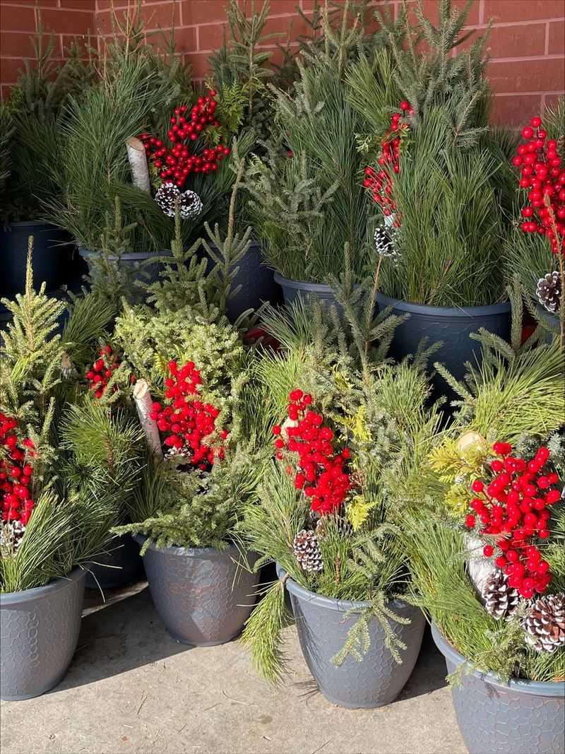 Potted Holly Bushes With Bright Red Berries