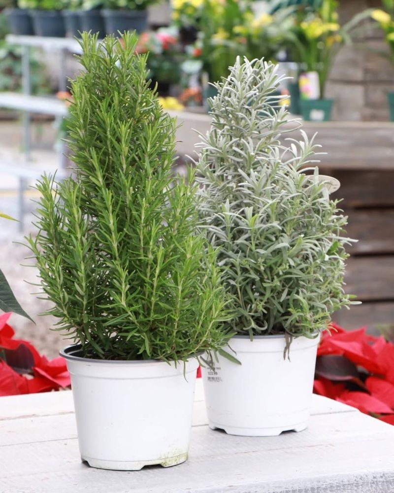 Rosemary Topiaries Add Fragrance And Form