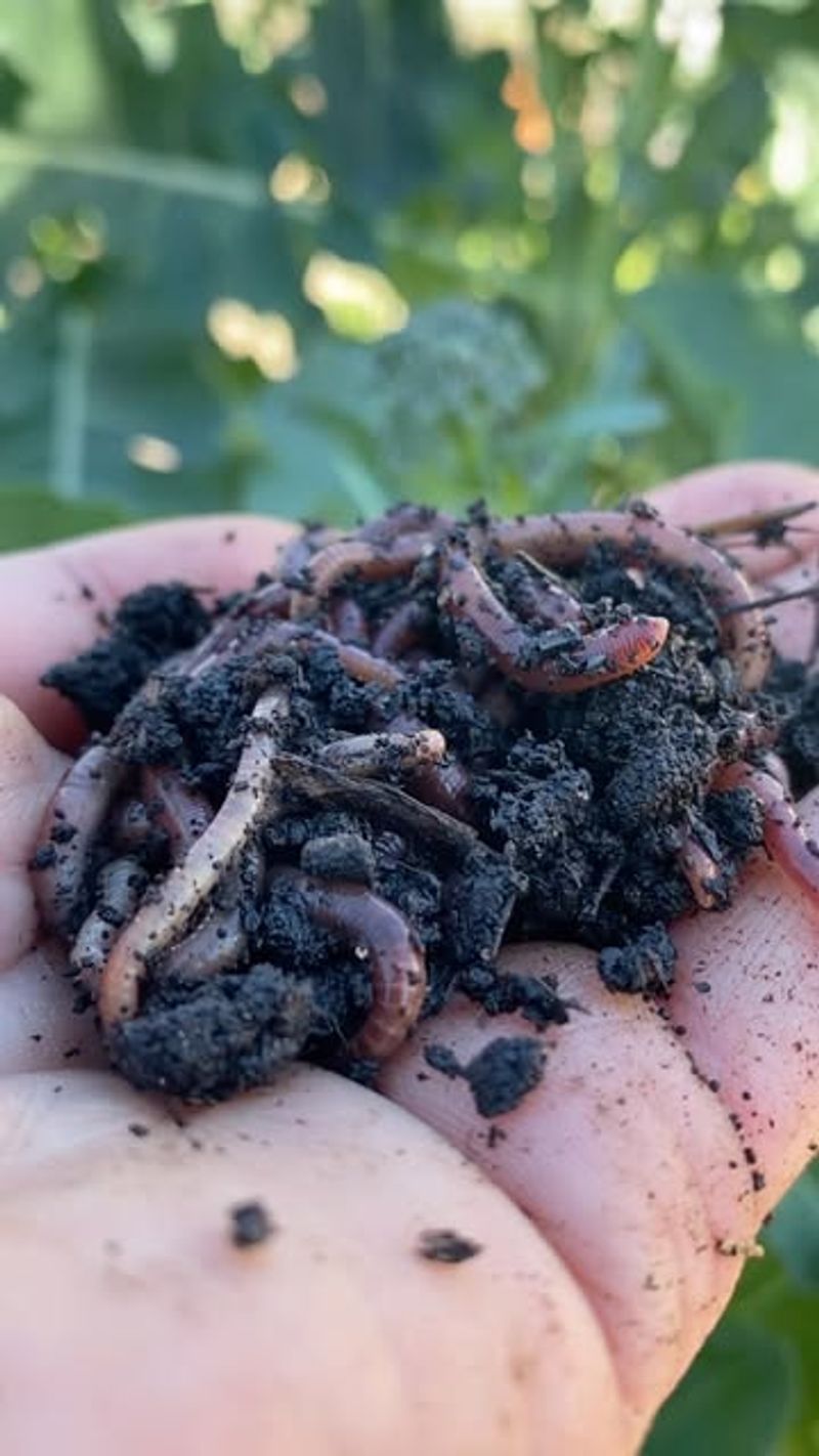 Composting Worm Bins for Recycling