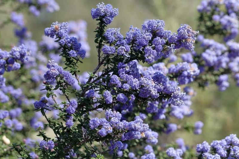 Ceanothus (California Lilac)