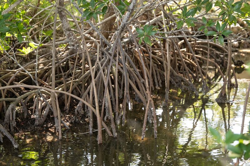 Why Mangroves Are Protected For Shoreline Snd Wildlife Health