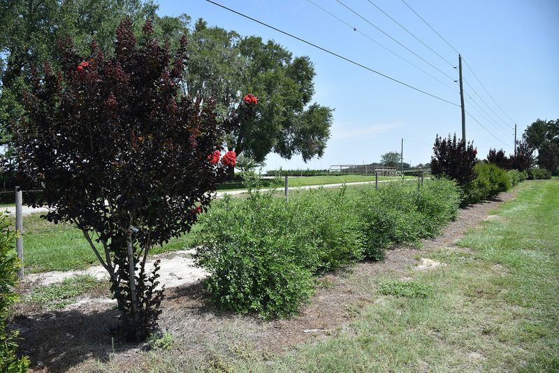 Alternatives To Trimming