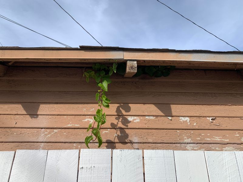 Disputes Over Vine Removal Can Lead to Legal Action