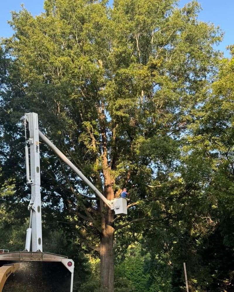 Hiring A Certified Arborist Protects Everyone