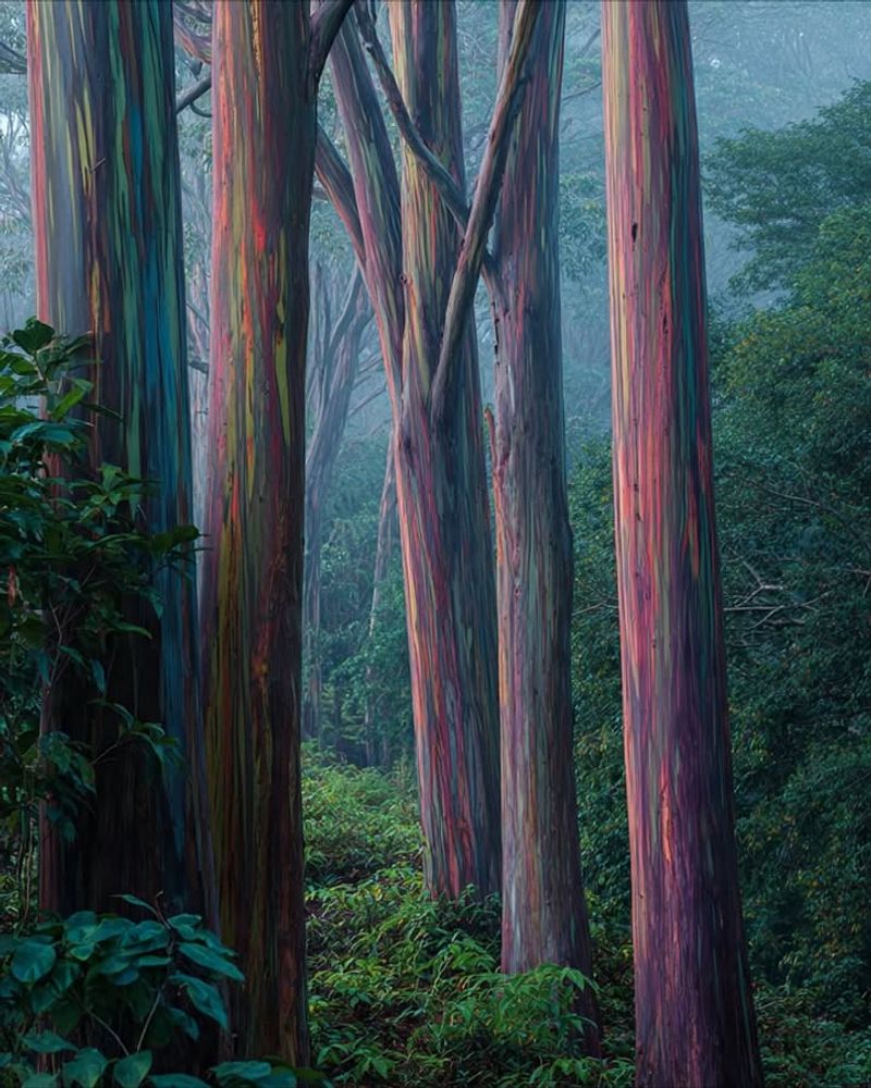 Protected Microclimates Near The Coast