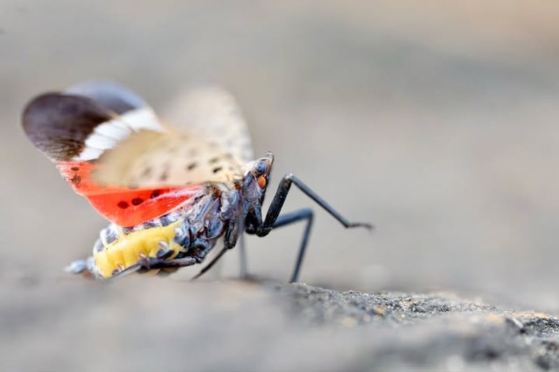 What NOT To Do When Managing Spotted Lanternfly