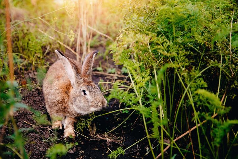 Rabbits Search For Roots And Tender Plant Growth