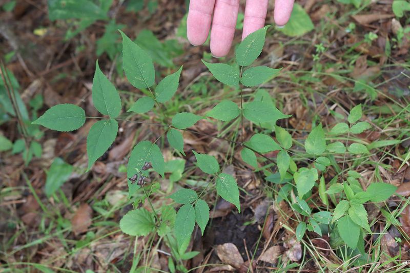 It Spreads Aggressively By Root Suckers