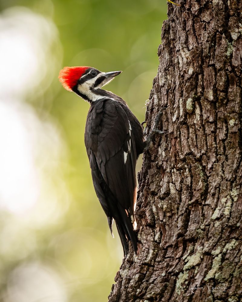 Availability Of Backyard Suet Feeders