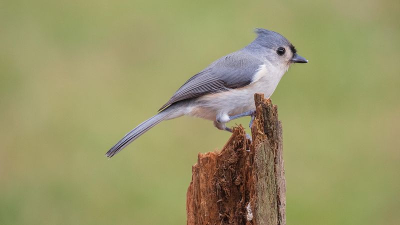 Evergreen And Native Landscaping Provides Shelter