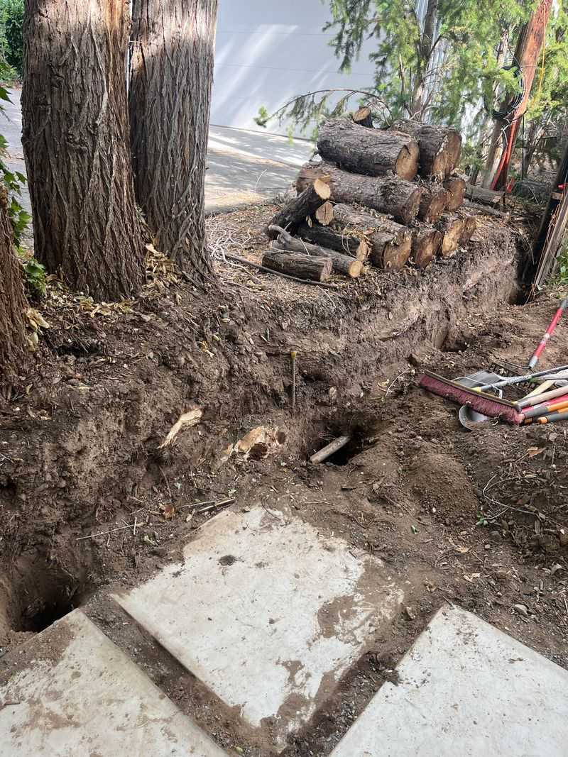 You Can Sue for Actual Damages Caused By Roots