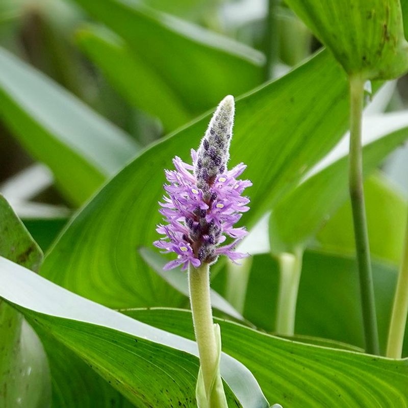 Pickerelweed