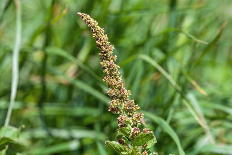 Good King Henry (Chenopodium Bonus-Henricus)