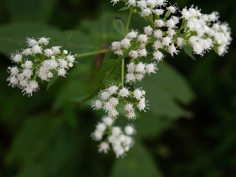 Human Avoidance Encourages Unchecked Growth