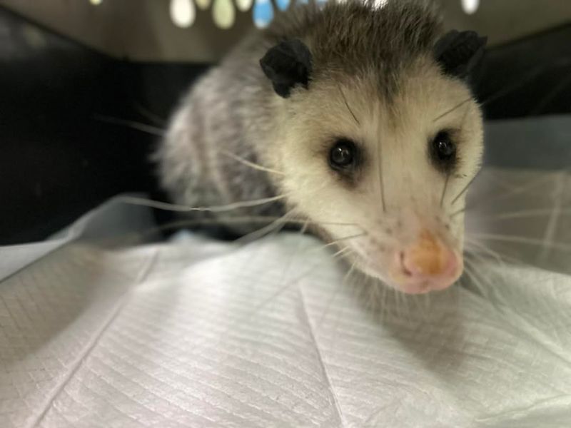 Gentle Temperament Misunderstood By Most Homeowners