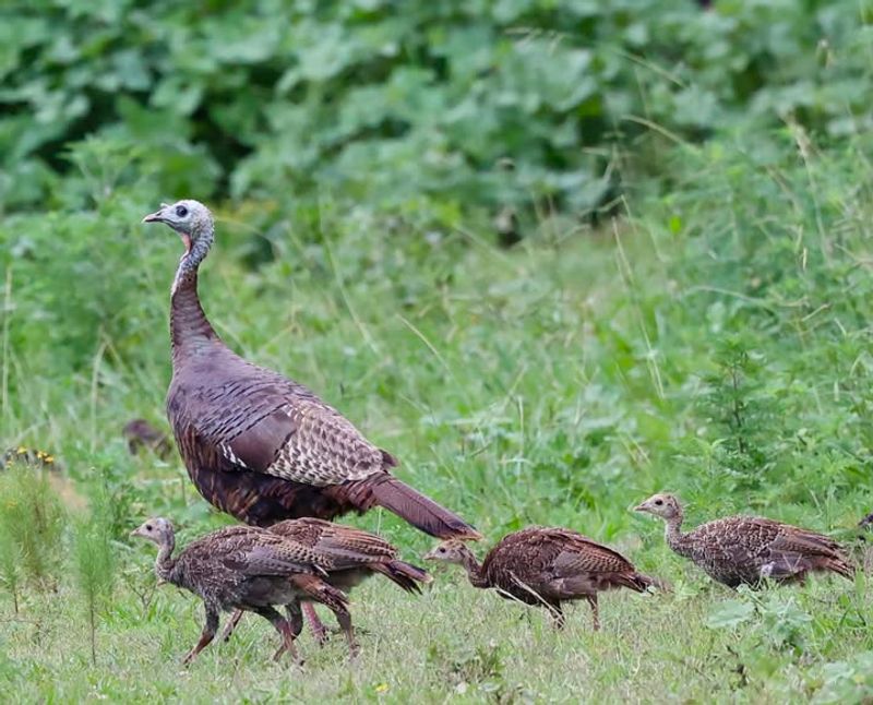 Habitat Loss Pushes Turkeys Into Residential Spaces