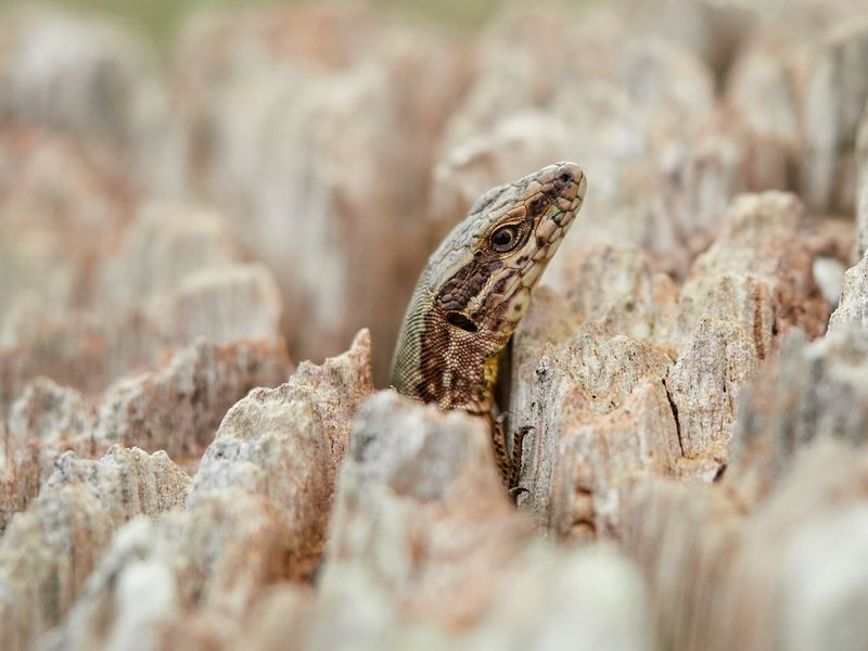 Wall Crevices Offer Nesting And Egg Laying Sites