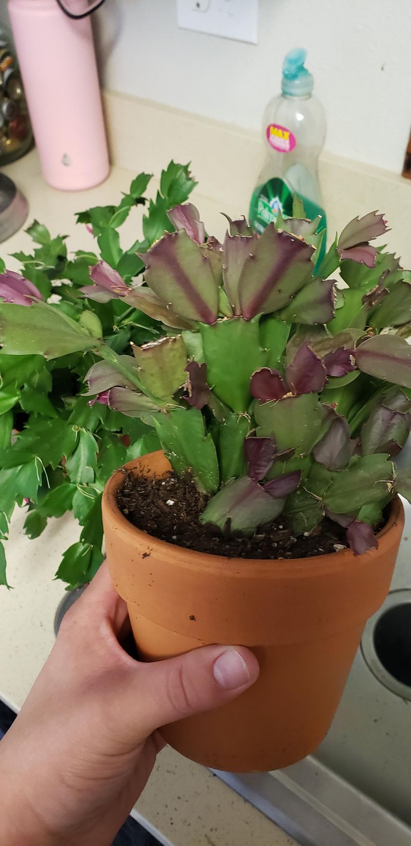 Root Bound Conditions Create Plant Stress