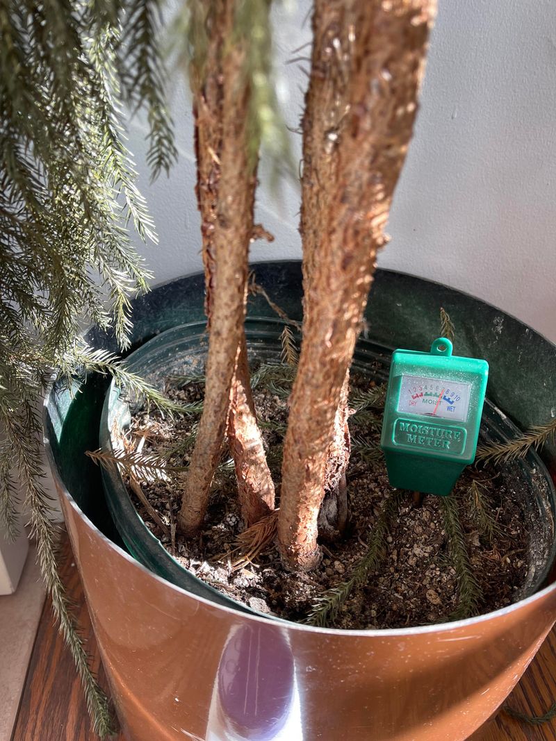 Overwatering Damages Root Systems