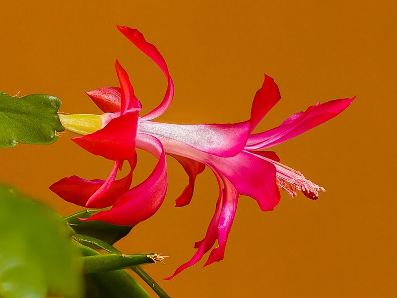 Moving Or Rotating The Plant Too Frequently