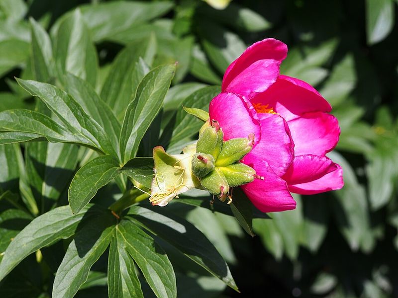 Right Against Foundation Walls And Building Sides